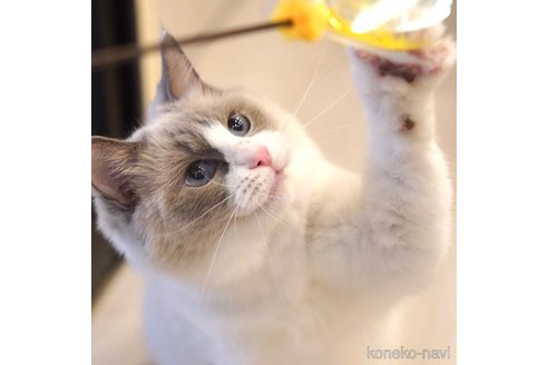 つきみちゃん1枚目
